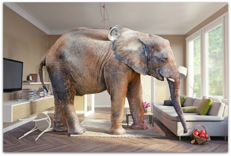 Big elephant and the basket of apples  in the living room. 3d concept